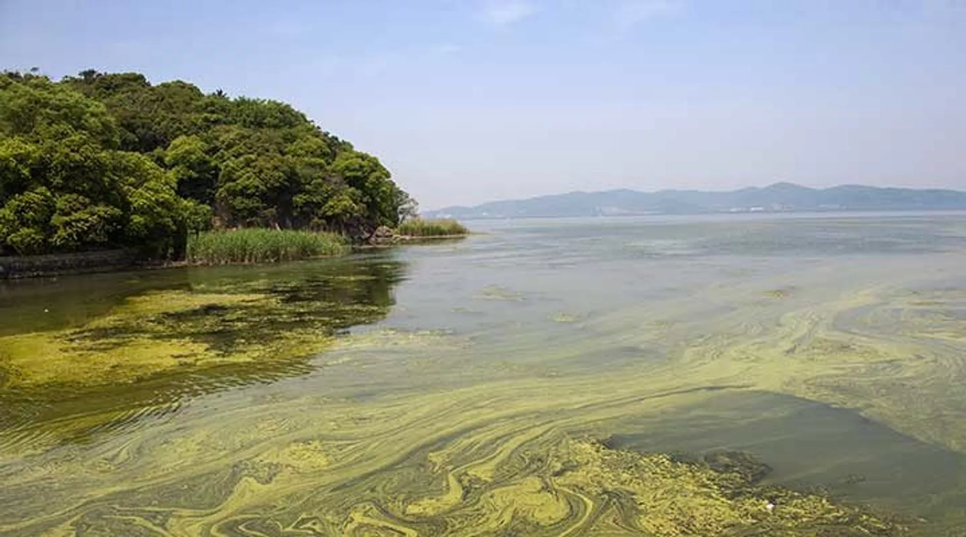 Cyanobactery